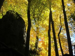 Herbstlaub