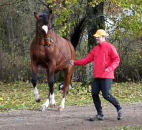 Jogging mit Pferd