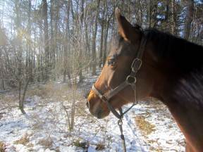 Joggingtour mit Pebbles am 12.02.2012