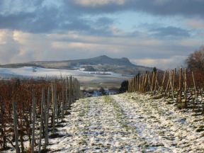 Weinberge bei Singen