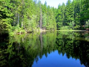 Joggingtour in Tschechien bei den Boubinsky prales, einem Urwald am 19.06.2013