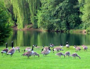 Morgenlauf am 10.06.2013 in Moers am Schwafheimer Meer