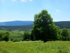 Joggingtour in Tschechien im Sumava NP bei Stave Hute am 17.06.2013