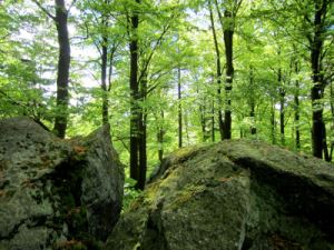 Auf dem Stückstein bei Joggingtour am 20.05.2013 im Oberpfälzer Wald bei Eslarn