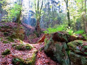 Joggingtour in Forchheim am Weingartsteig und Rt am 19.04.2014