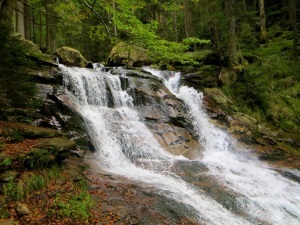 Rieslochfälle