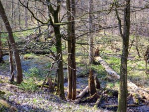 Lauf zu den Kellern durch Sumpf und Wald am 10.04.2015