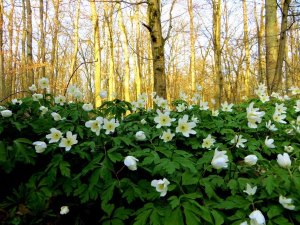 Lauf zu den Forchheimer Kellern über Schleuseninsel am 09.04.2015