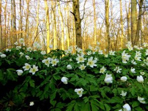 Lauf zu den Forchheimer Kellern ber Schleuseninsel am 09.04.2015