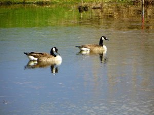 Joggingtour am Regnitz Altwasser am 30.03.2015